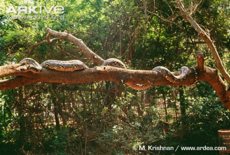 Reticulated-python-on-a-branch
