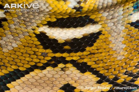 Close-up-of-skin-pattern-of-reticulated-python